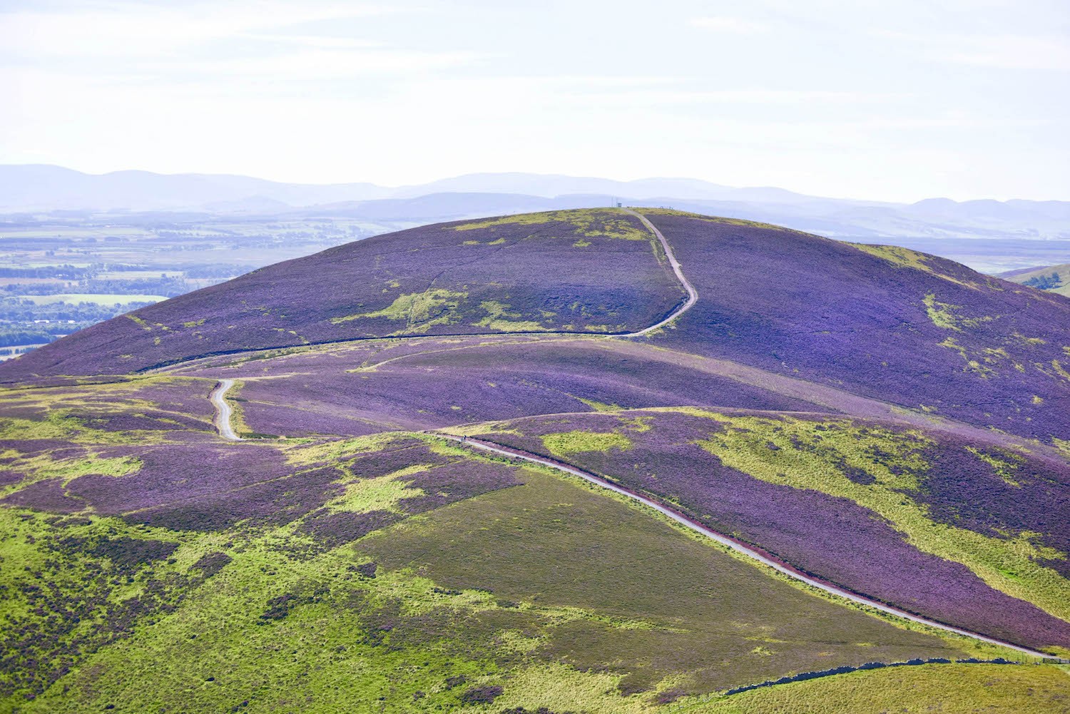 Choáng ngợp trước khung cảnh đẹp hút hồn của hoa thạch nam tại Scotland