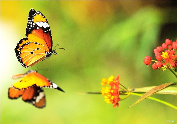 Mơ thấy bướm là điềm báo tốt hay xấu - Con số may mắn liên quan là gì?