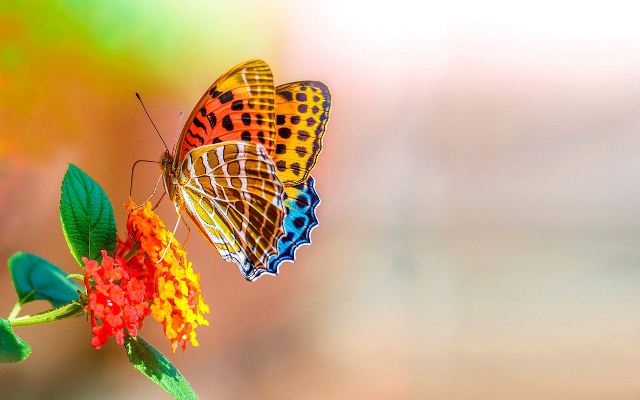 Mơ thấy bướm là điềm báo tốt hay xấu - Con số may mắn liên quan là gì?