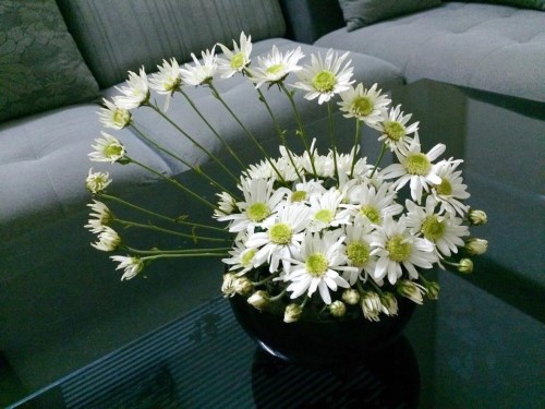 Cúc họa mi tiếng Nhật là gì? Cách cắm hoa đơn giản nhưng vô cùng đẹp, tươi lâu