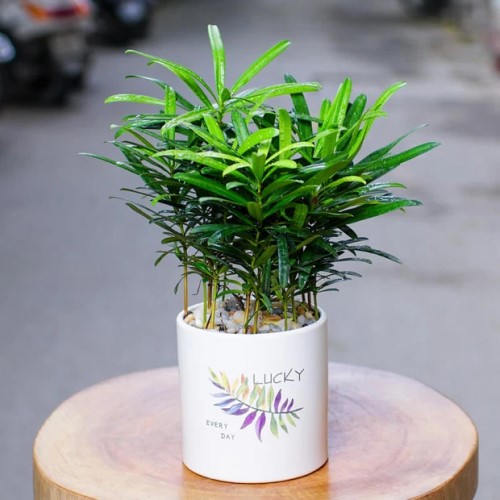 Cây Tùng la hán: Loài cây đa dụng mang tài lộc cho vạn nhà