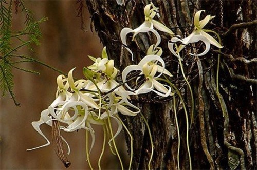 Top 16 Loài hoa hiếm nhất thế giới; Ai may mắn lắm mới có thể găp 1 lần