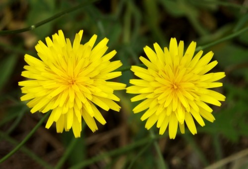 Top 16 Loài hoa hiếm nhất thế giới; Ai may mắn lắm mới có thể găp 1 lần