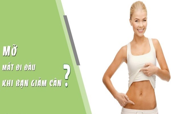 Mỡ là gì? Mỡ sẽ đi đâu khi chúng ta giảm cân?