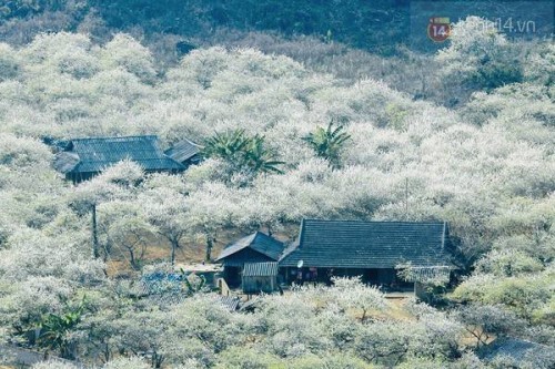 Hoa mận nở vào mùa nào? Những hình ảnh hoa mận Mộc Châu đẹp nhất