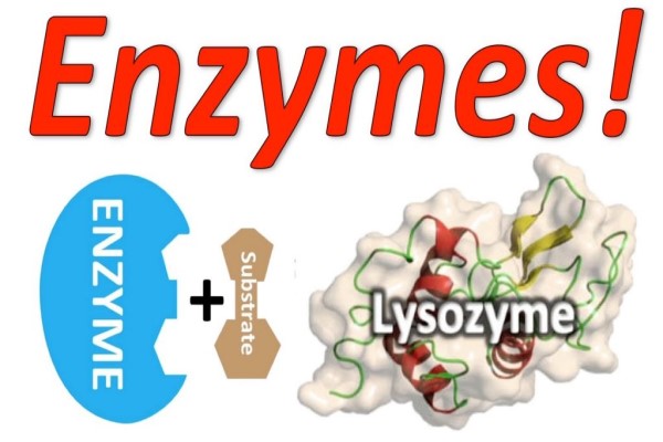 Định Nghĩa Enzyme là gì? Vai trò của Enzyme bạn đã biết chưa?