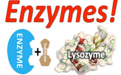 Định Nghĩa Enzyme là gì? Vai trò của Enzyme bạn đã biết chưa?