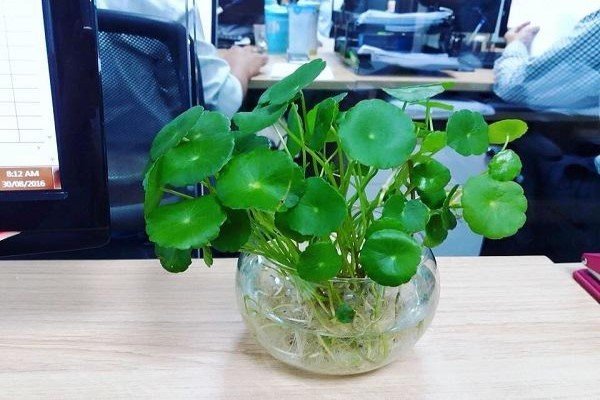 Rau má lá sen: Cây phong thủy hữu ích vừa đẹp mắt lại thu hút tài lộc