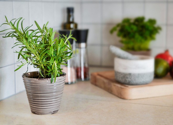 Cây trồng trong nhà bếp - Bạn chọn cây khử mùi độc hay để làm gia vị cho gia đình?
