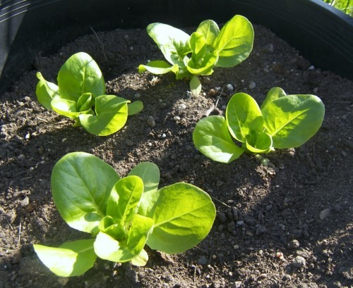 Top 13 loại rau củ có thể trồng dễ dàng ở sân thượng nhà phố - cùng bắt tay vào trồng mùa dịch thôi nhé!
