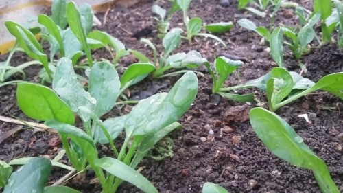 Top 13 loại rau củ có thể trồng dễ dàng ở sân thượng nhà phố - cùng bắt tay vào trồng mùa dịch thôi nhé!