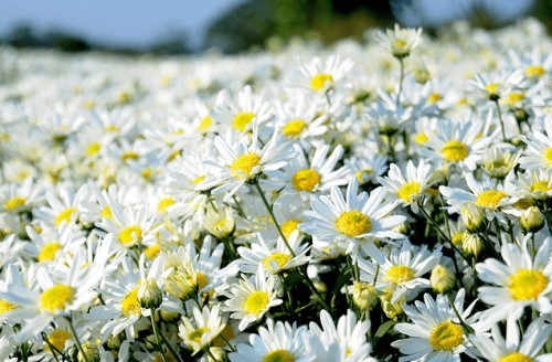 Ý nghĩa hoa cúc trắng – Loài hoa mỏng manh nhưng rất mạnh mẽ