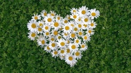 Ý nghĩa hoa cúc trắng – Loài hoa mỏng manh nhưng rất mạnh mẽ