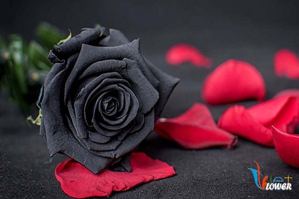 Ý nghĩa Hoa hồng - Những điều bạn chưa biết về hoa hồng