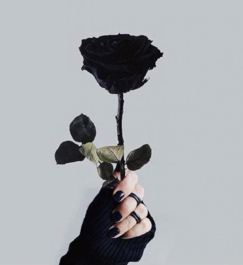 Ý nghĩa hoa hồng đen – Tuyệt tác của tạo hóa