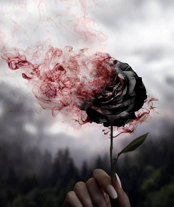 Ý nghĩa hoa hồng đen – Tuyệt tác của tạo hóa