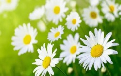 Ý nghĩa hoa cúc trắng: Loài hoa mỏng manh mang tâm thái mạnh mẽ và hoang dại