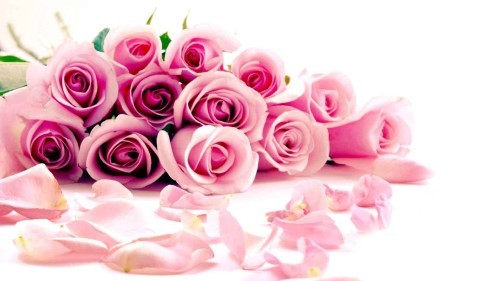 Ý nghĩa Hoa hồng - Những điều bạn chưa biết về hoa hồng