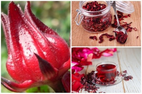Trà hoa atiso đỏ và tác dụng đối với sức khỏe và lưu ý khi dùng