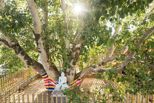 Cây Bồ đề mọc trước nhà: Lưu ý gì về phong thủy khi trồng cây linh thiêng này?