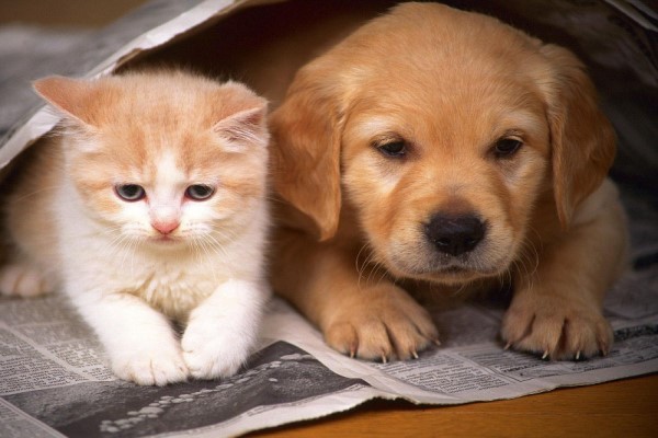 Hiểu sao cho đúng: Mèo đến nhà thì khó chó đến nhà thì sang?