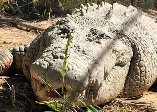 Cá sấu già nhất thế giới Buka qua đời ở tuổi 100