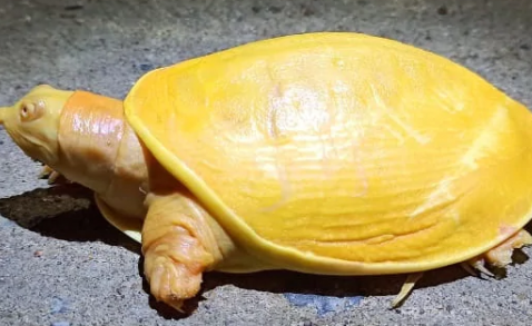 Phát hiện con rùa có toàn thân màu vàng tươi cực hiếm tại Ấn Độ