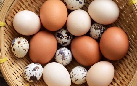 Trứng gà, trứng vịt, trứng cút trứng nào tốt hơn cho trí não bé?