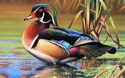 Let's admire 7 most unique duck species in the world