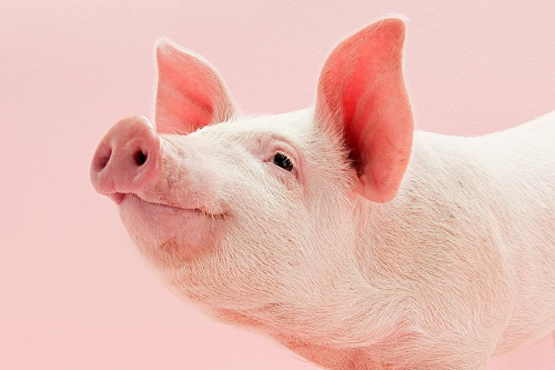 6 bộ phận của lợn ngon đến đâu cũng đừng nên ăn nhiều kẻo rước bệnh